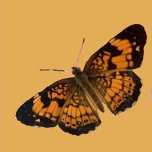 Meet your Posher, Alyse